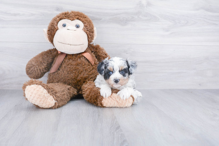 Smart Mini Aussiedoodle Poodle Mix Pup