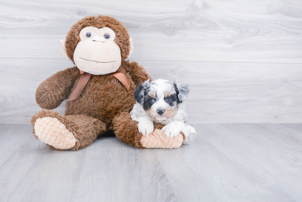 Smart Mini Aussiedoodle Poodle Mix Pup