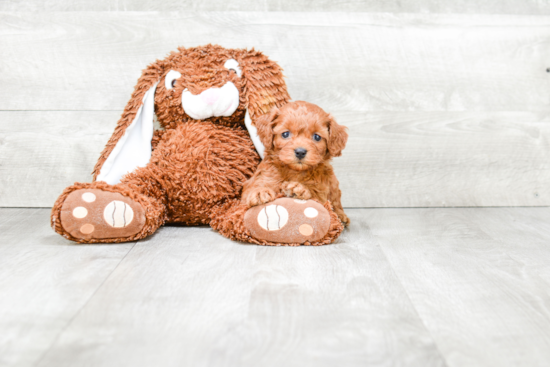 Sweet Cockapoo Baby