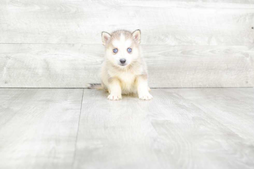 Pomsky Puppy for Adoption