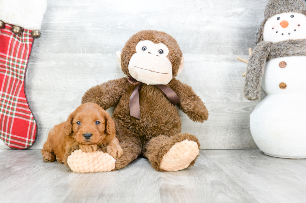 Adorable Golden Retriever Poodle Mix Puppy