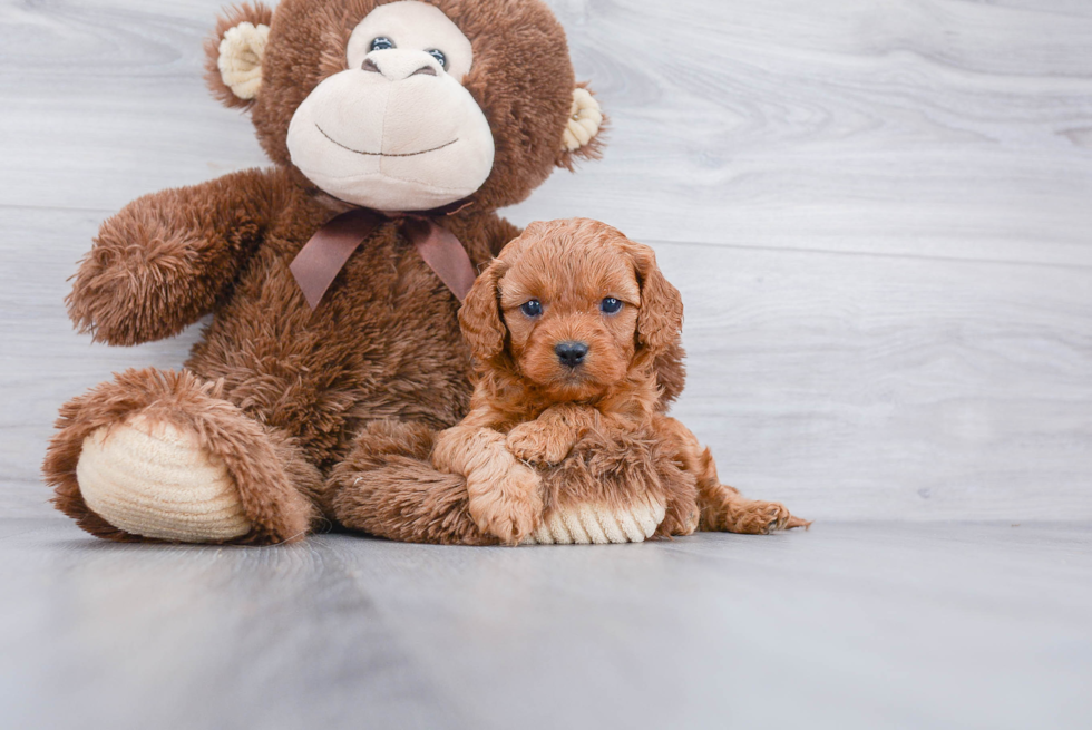 Adorable Cavoodle Poodle Mix Puppy