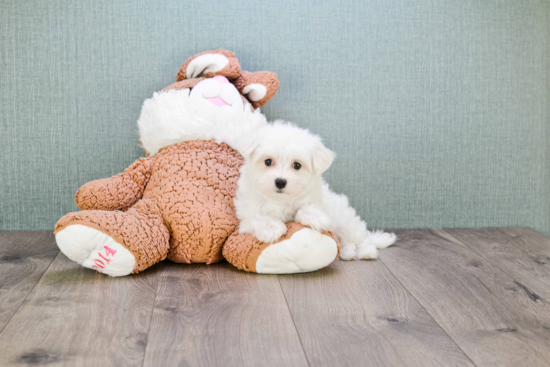 Maltese Puppy for Adoption