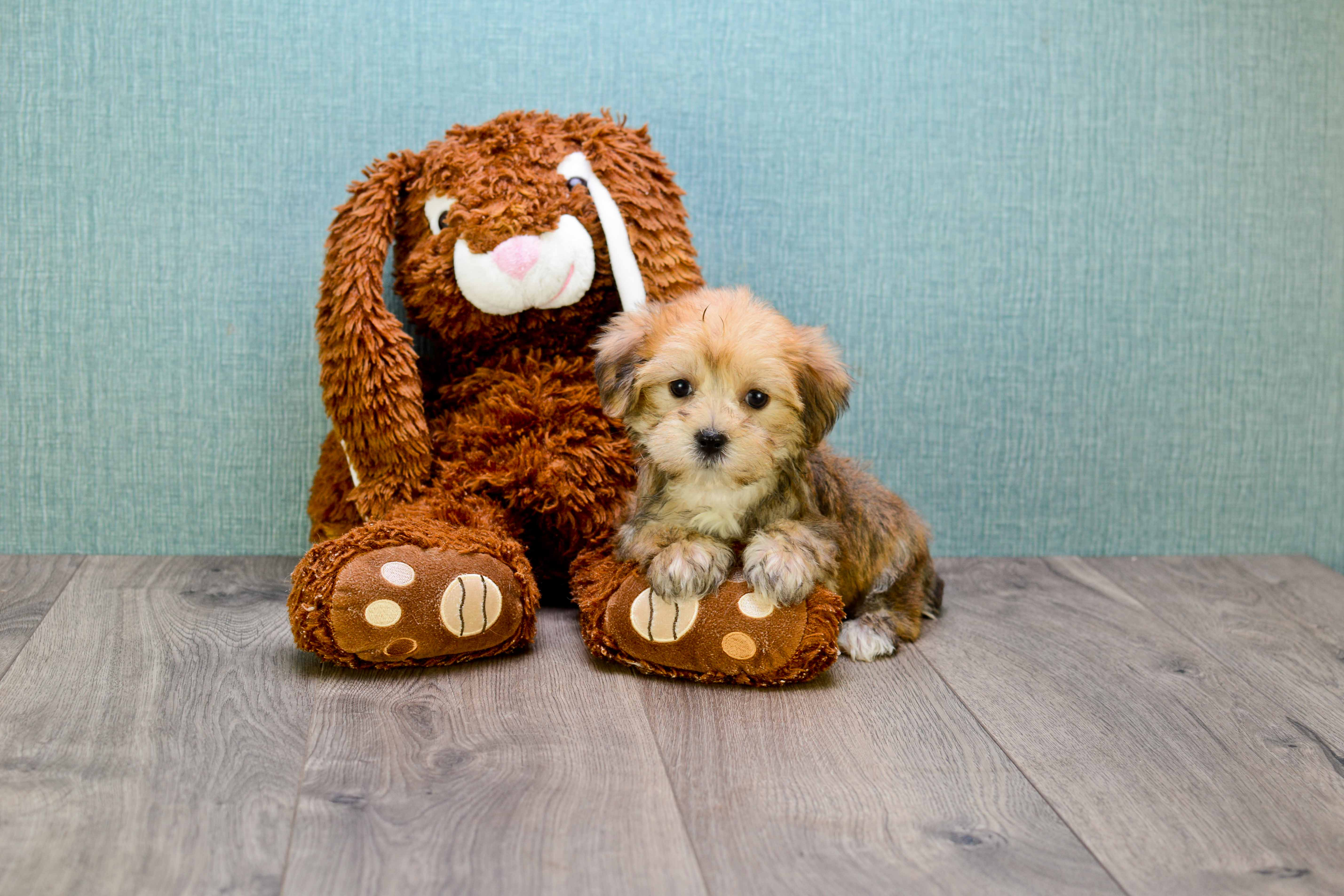 Playful Yorkie Designer Puppy