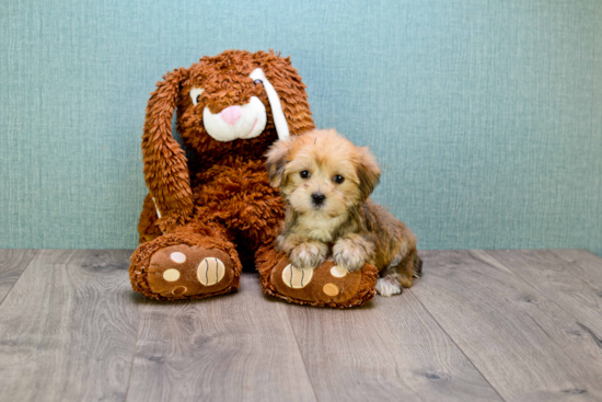 Playful Yorkie Designer Puppy