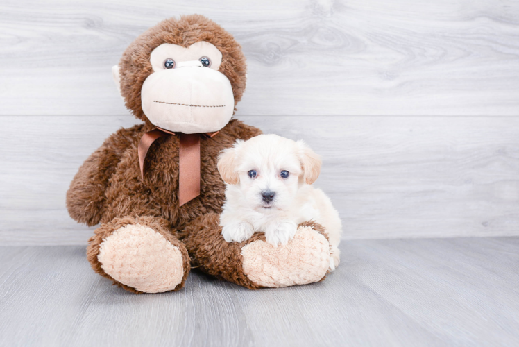 Maltipoo Pup Being Cute