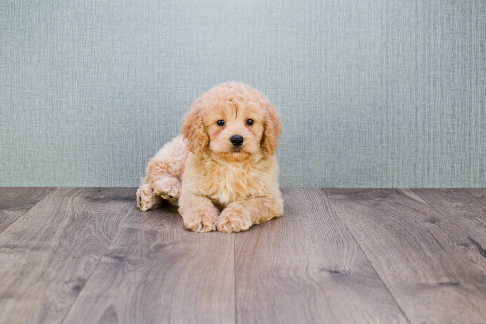 Smart Mini Goldendoodle Poodle Mix Pup