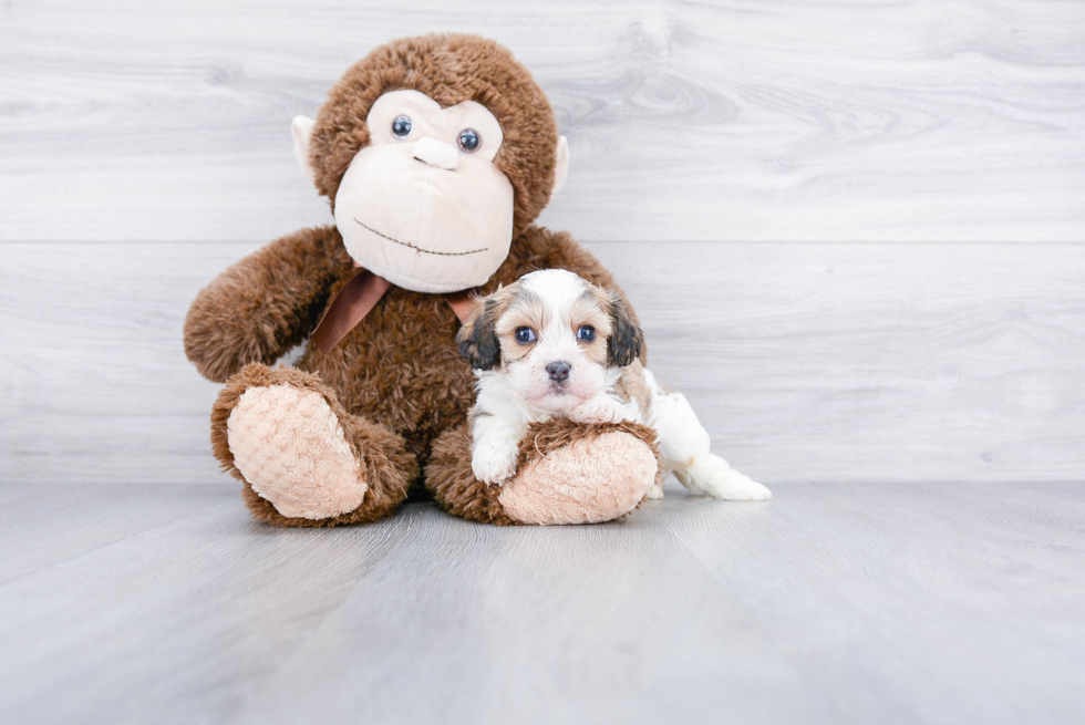 Cavachon Puppy for Adoption