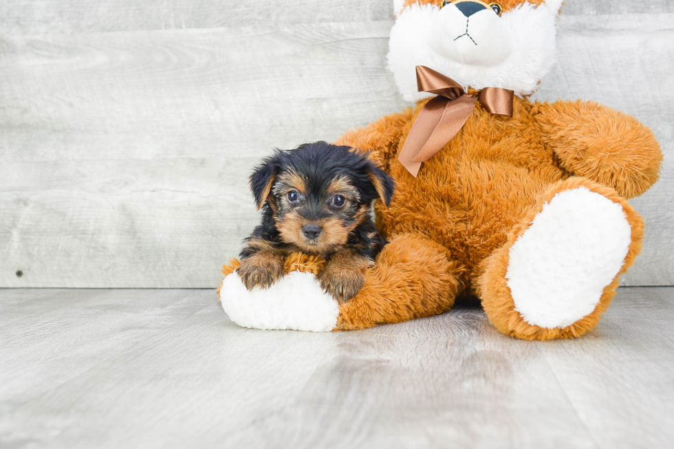 Meet Charlotte - our Yorkshire Terrier Puppy Photo 