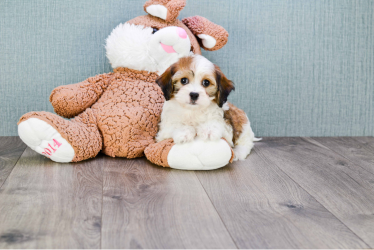 Cavachon Puppy for Adoption