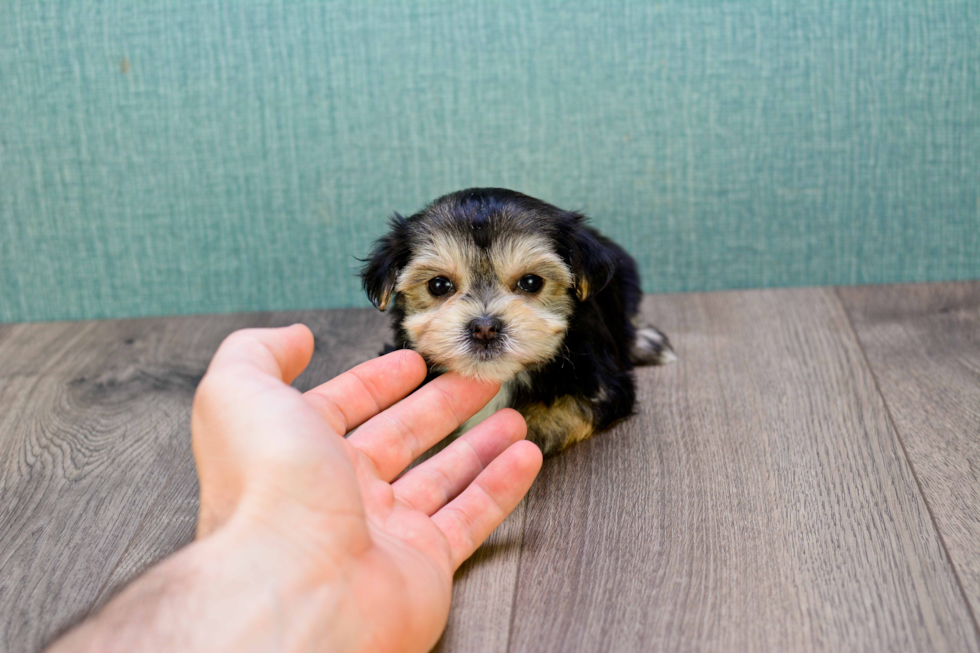 Morkie Pup Being Cute