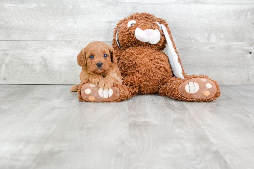 Sweet Cavapoo Baby