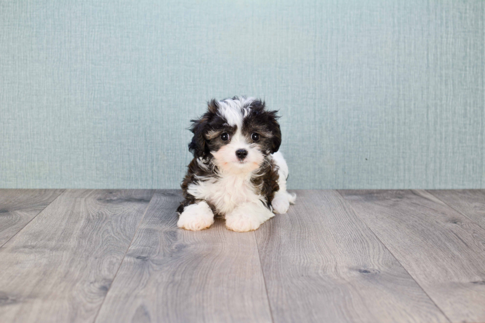 Hypoallergenic Cavalier Designer Puppy