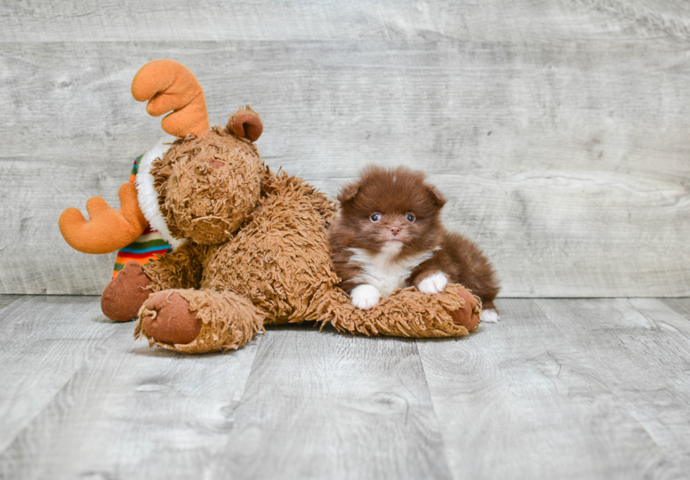 Adorable Pomeranian Purebred Puppy