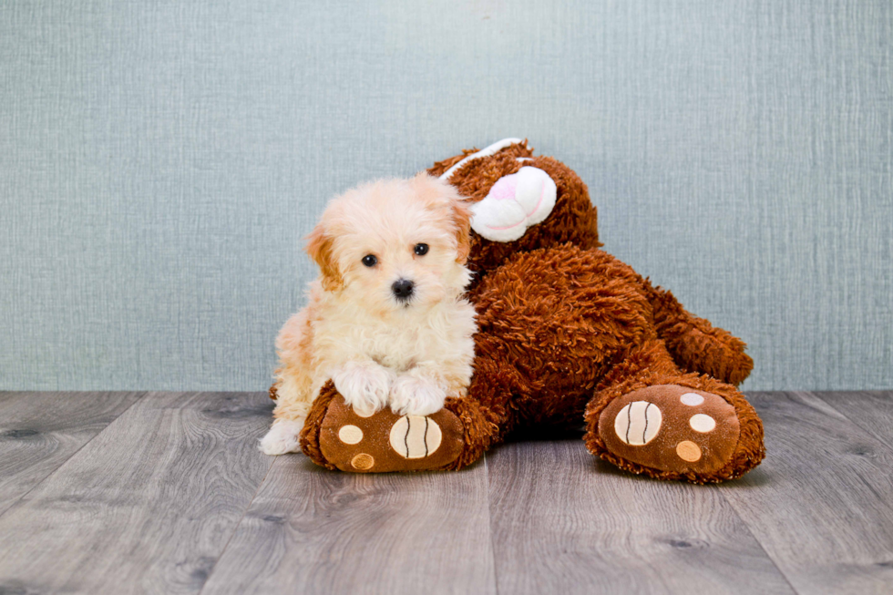 Maltipoo Pup Being Cute