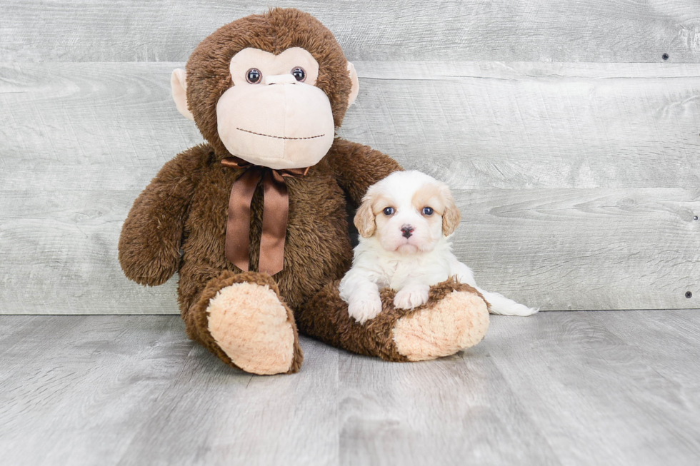 Cavachon Pup Being Cute