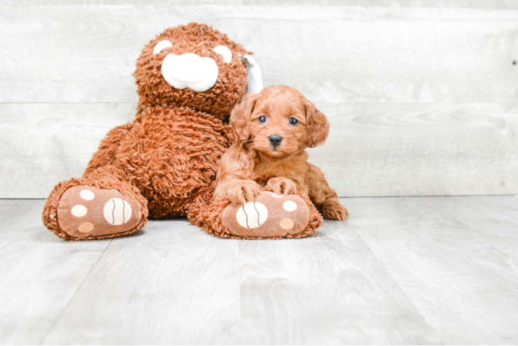 Cockapoo Pup Being Cute