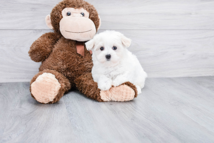 Funny Maltese Purebred Pup