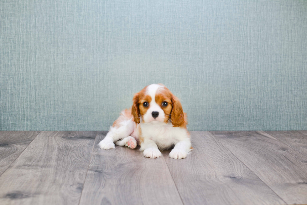 Cavalier King Charles Spaniel Pup Being Cute