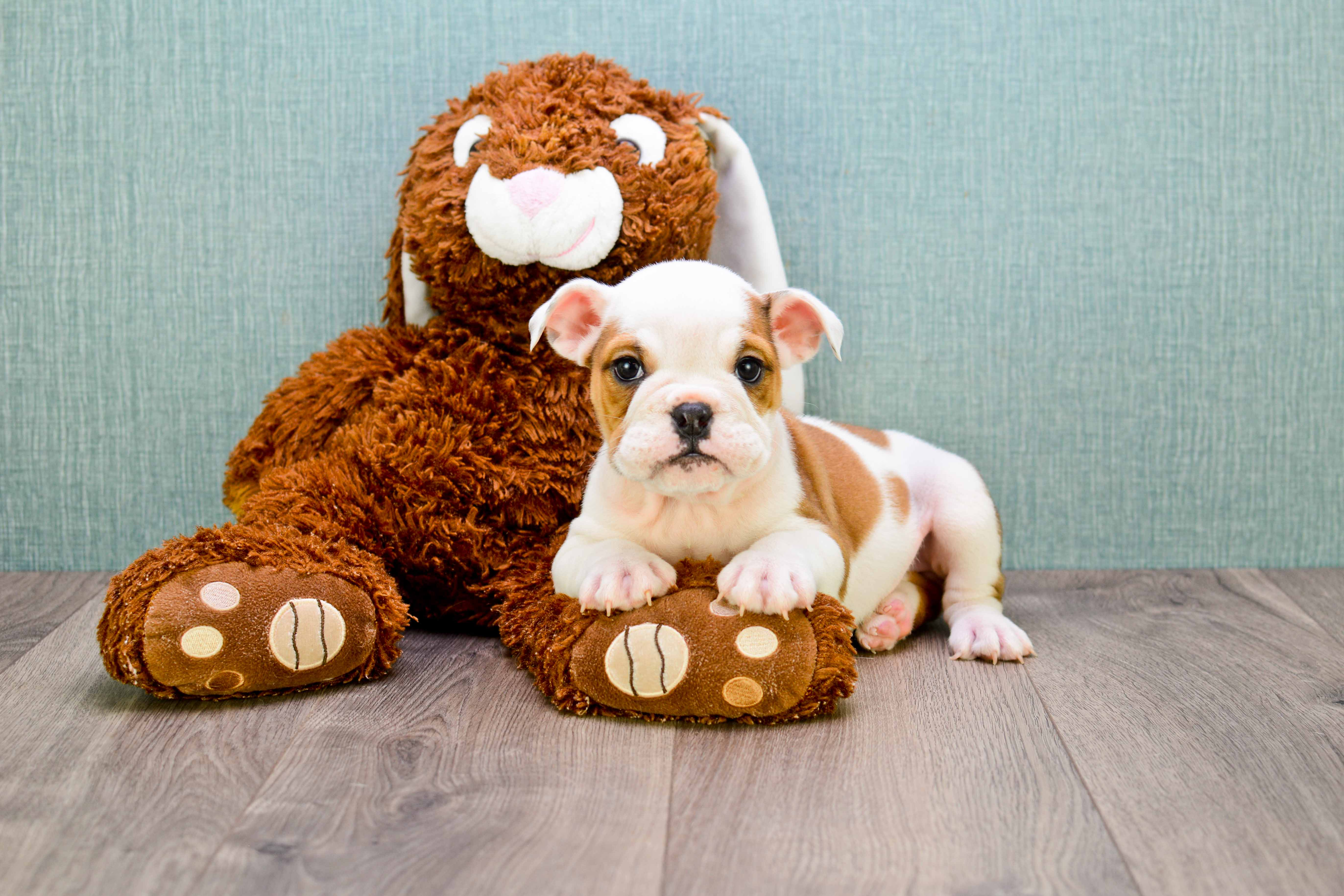 English Bulldog Puppy for Adoption