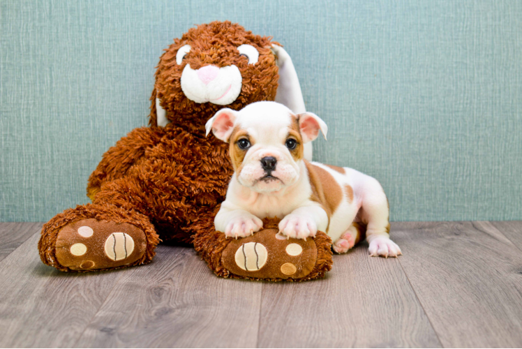 English Bulldog Puppy for Adoption