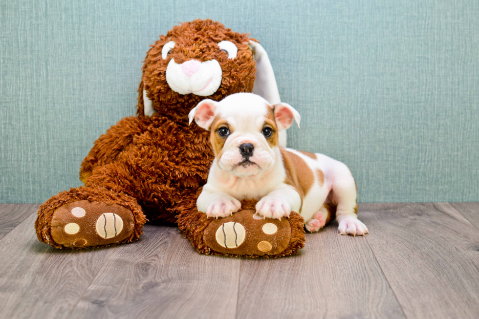 English Bulldog Puppy for Adoption