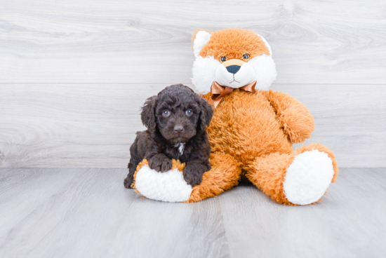 Best Mini Goldendoodle Baby