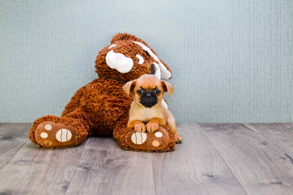 Cute Brussels Griffon Mix Pup