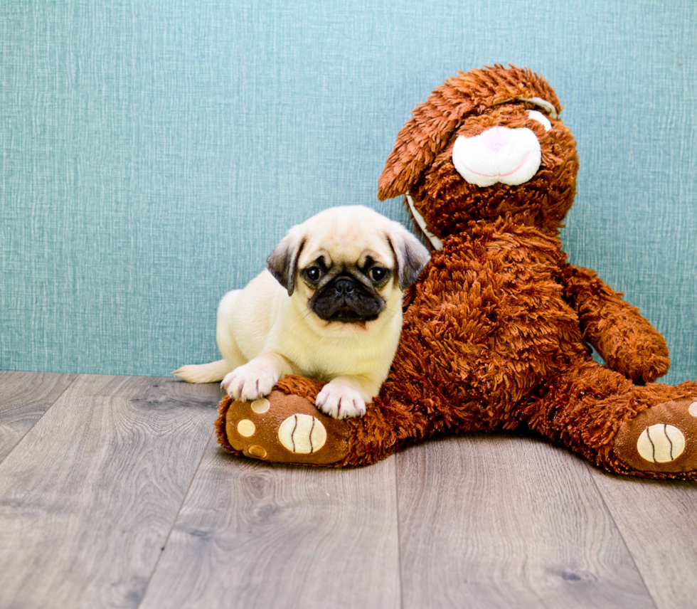 Pug Pup Being Cute