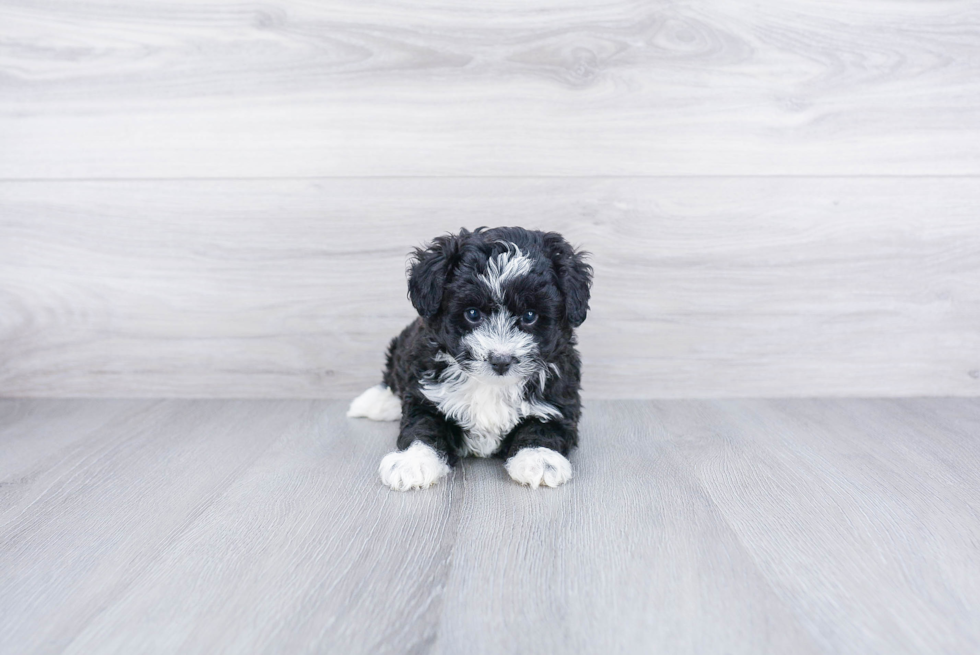 Mini Aussiedoodle Pup Being Cute