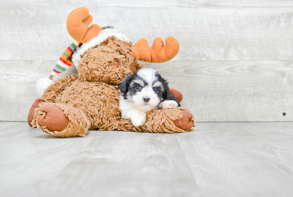 Akc Registered Havanese Purebred Pup