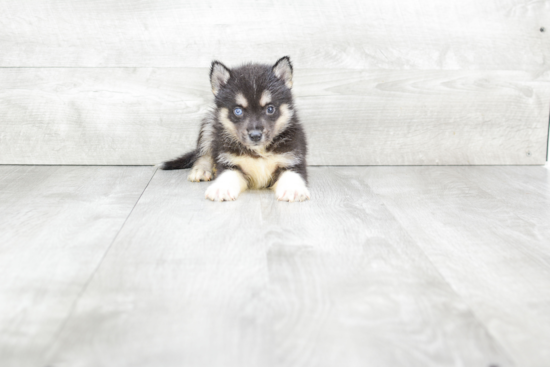 Popular Pomsky Designer Pup