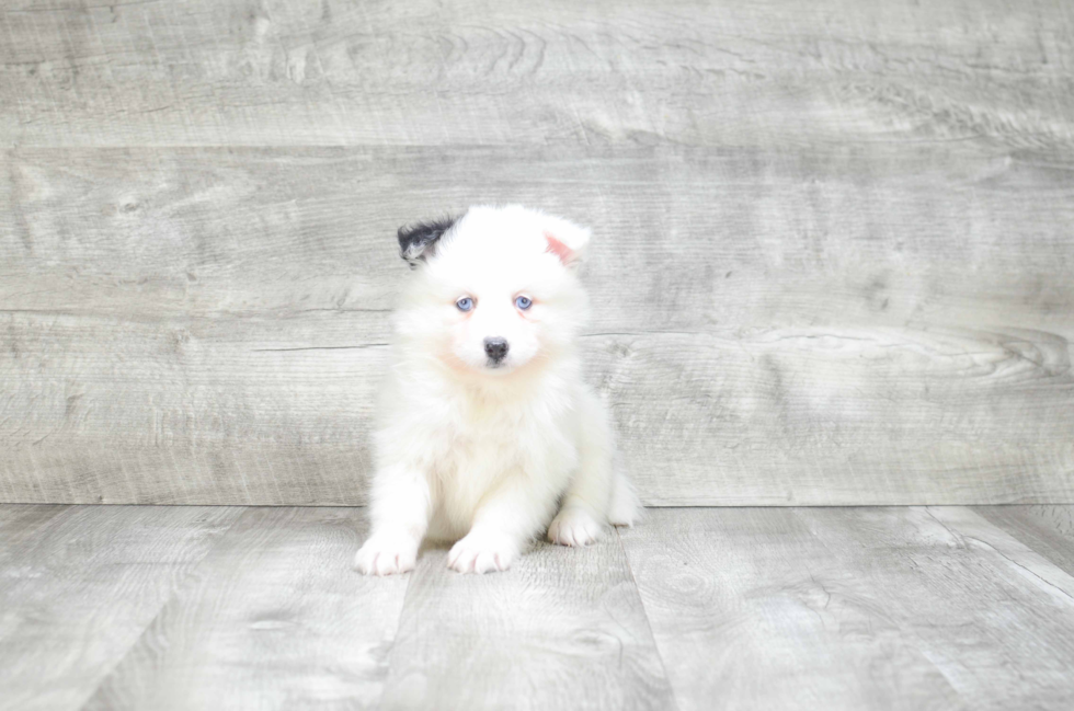 Pomsky Puppy for Adoption