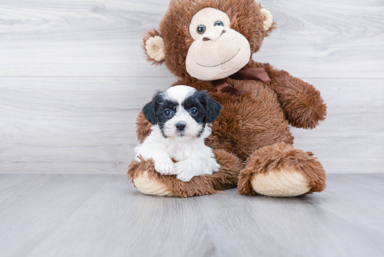 Teddy Bear Pup Being Cute