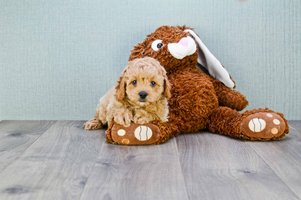 Little Cavoodle Poodle Mix Puppy