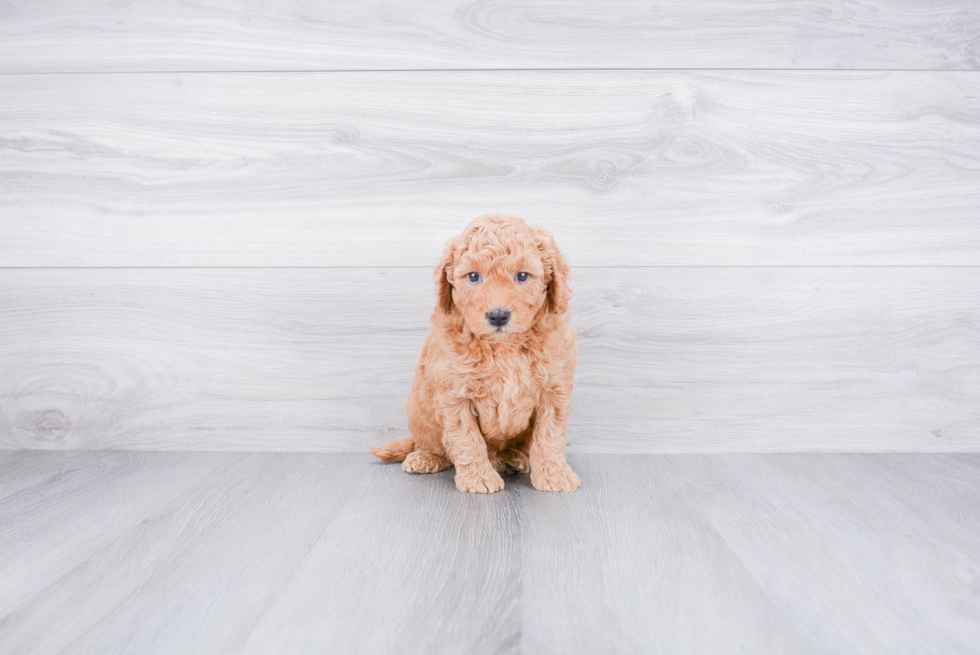 Best Mini Goldendoodle Baby