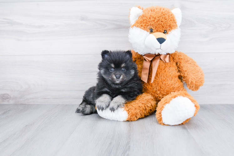 Best Pomeranian Baby