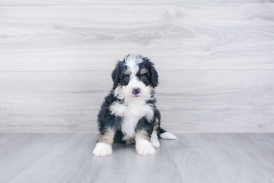 Mini Bernedoodle Pup Being Cute