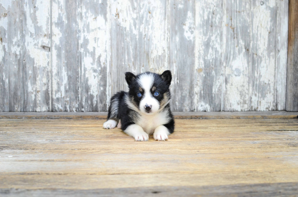 Hypoallergenic Mini Husky Designer Puppy