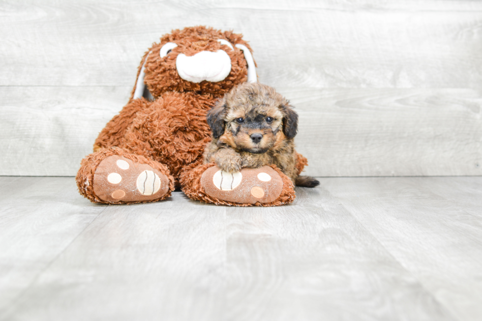 Playful Bernadoodle Poodle Mix Puppy