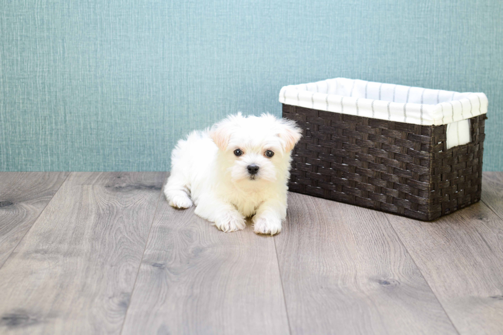 Funny Maltipoo Poodle Mix Pup