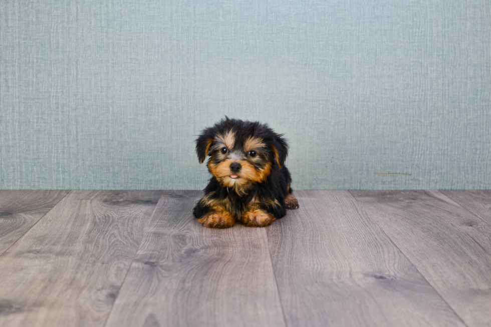 Meet Timmy - our Yorkshire Terrier Puppy Photo 