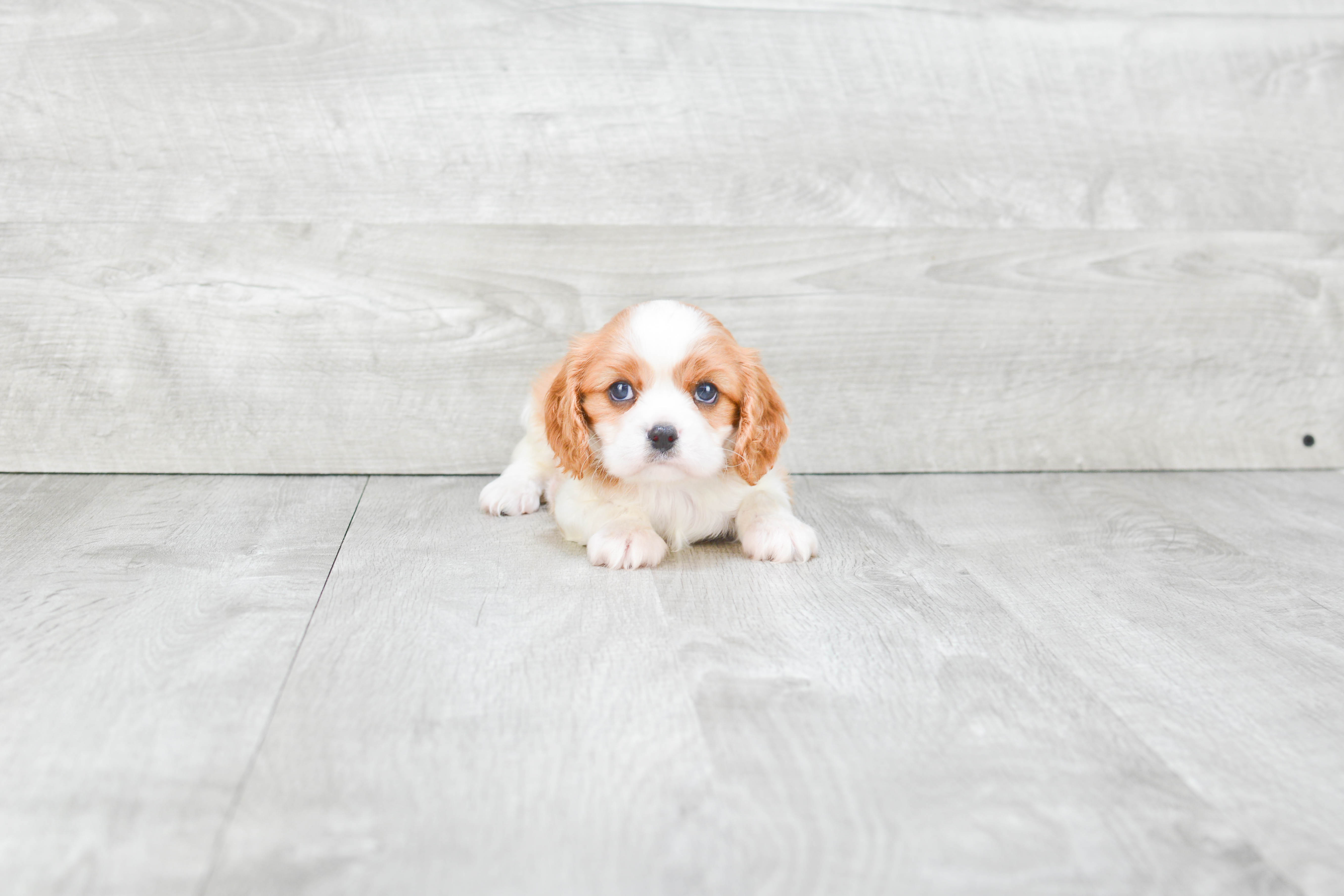 Best Cavalier King Charles Spaniel Baby