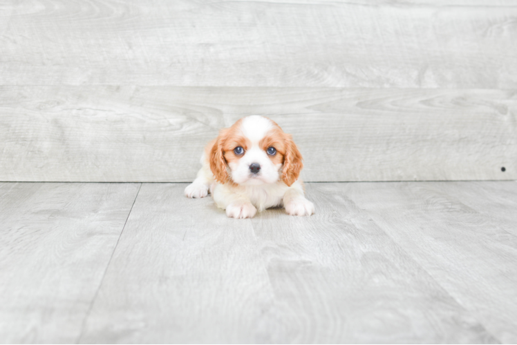 Best Cavalier King Charles Spaniel Baby