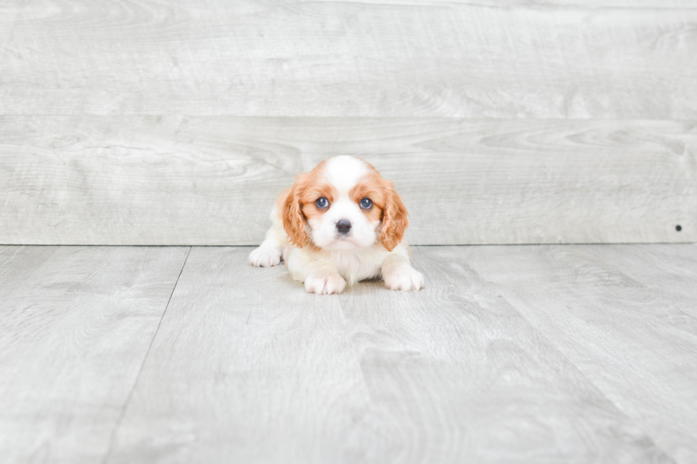 Best Cavalier King Charles Spaniel Baby