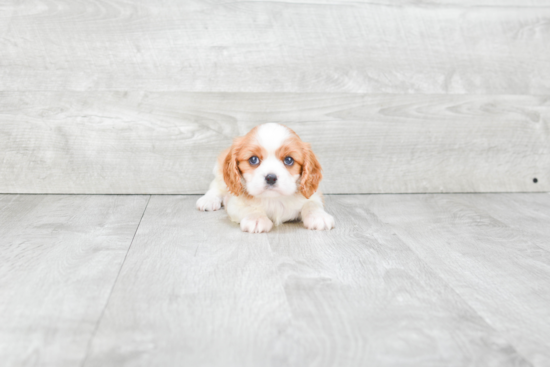 Best Cavalier King Charles Spaniel Baby