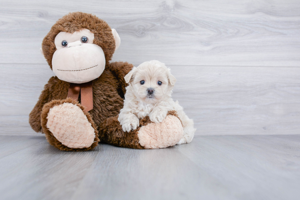 Petite Maltipoo Poodle Mix Pup