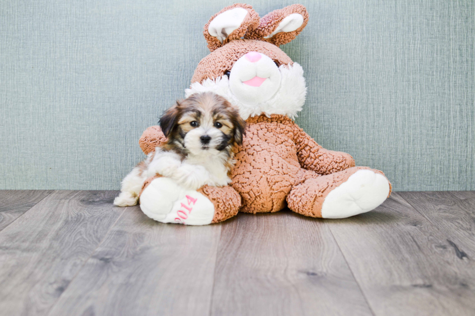 Teddy Bear Pup Being Cute