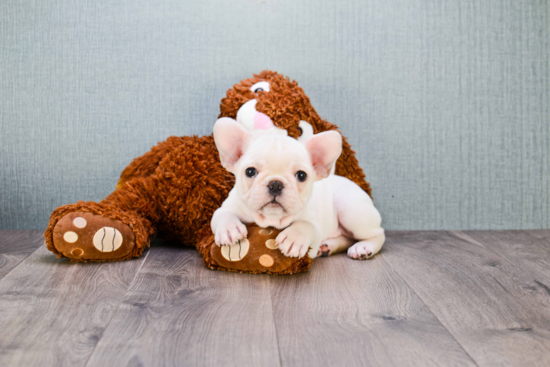 French Bulldog Puppy for Adoption