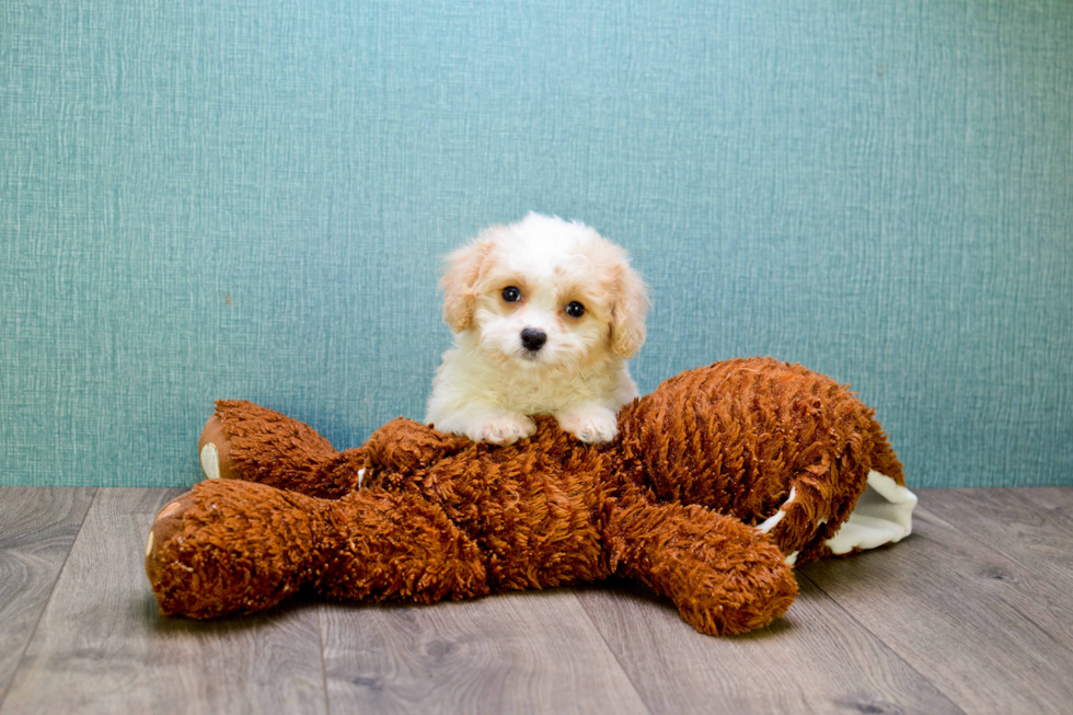 Hypoallergenic Cavalier Designer Puppy